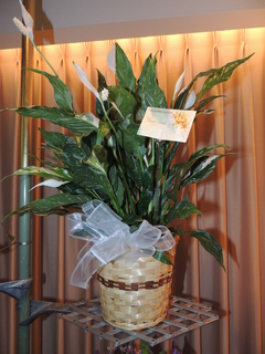 DSCN2931.JPG