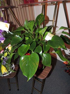 DSCN2940.JPG
