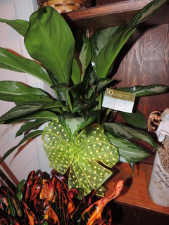 DSCN2942.JPG