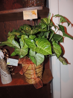 DSCN2943.JPG