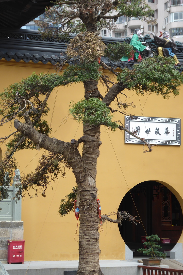 P1070741.JPG