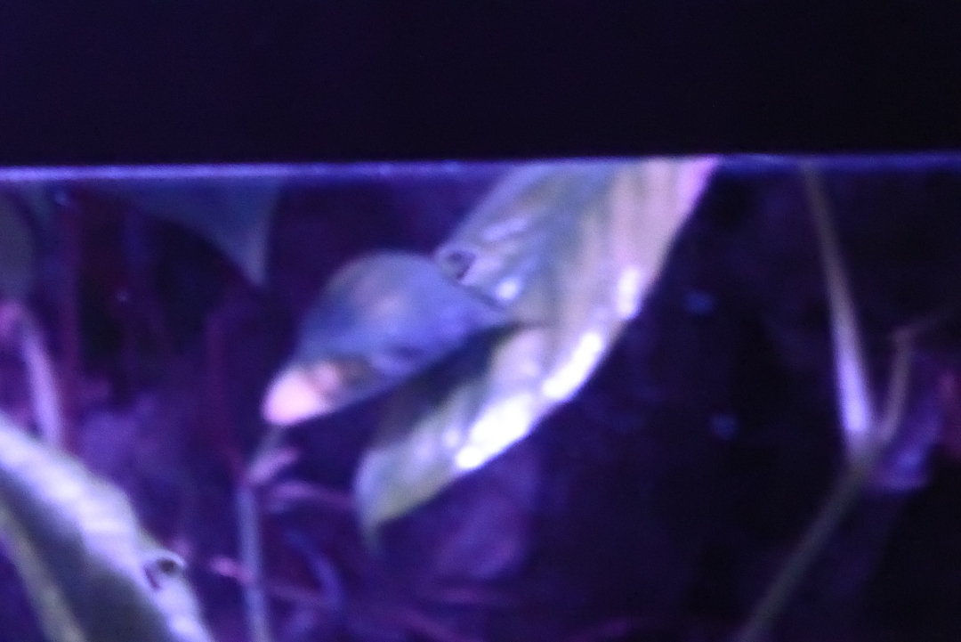 P1110841
