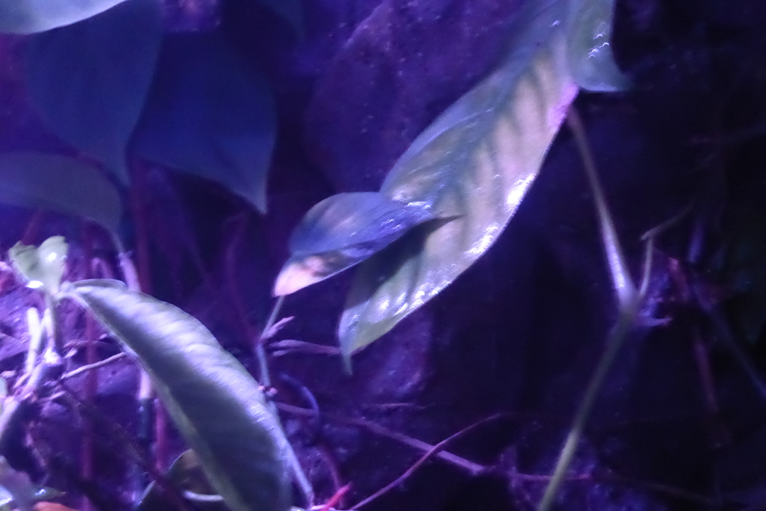 P1110842
