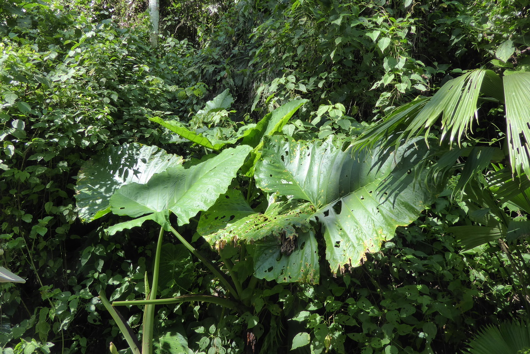 P1110895
