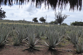 P1110694.JPG