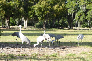 Filename=P1120118.JPG
Filesize=4414KiB
Dimensions=4000x2672
Date added=Feb 03, 2022 P1120118.JPG
