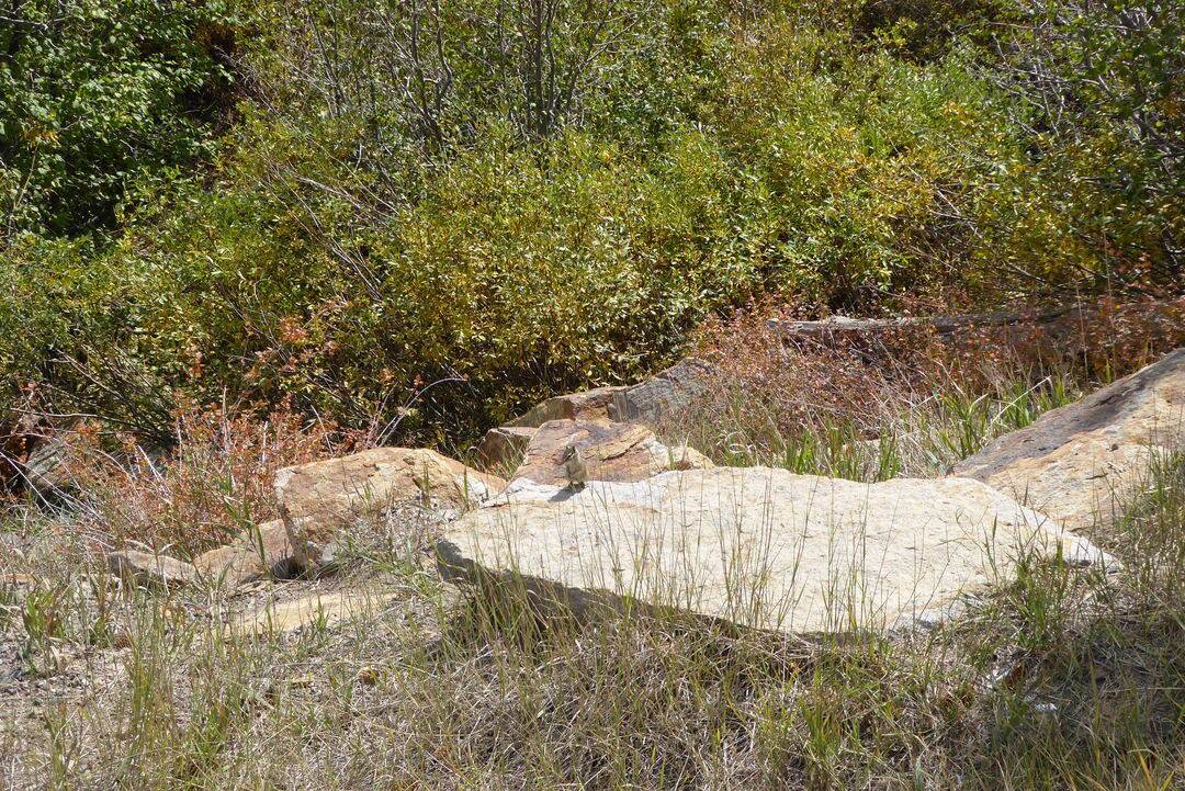 P1090013.JPG